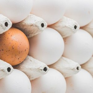 Nascedouro e ovoscópio feitos sob medida para o criador